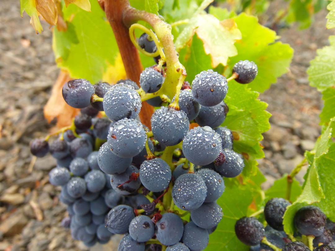 Maury AOP Grenache noir