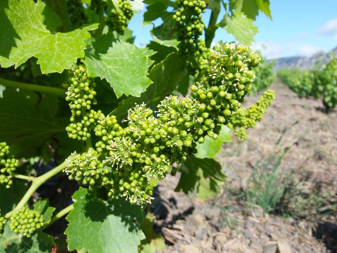 Fleur de vigne Maury AOP