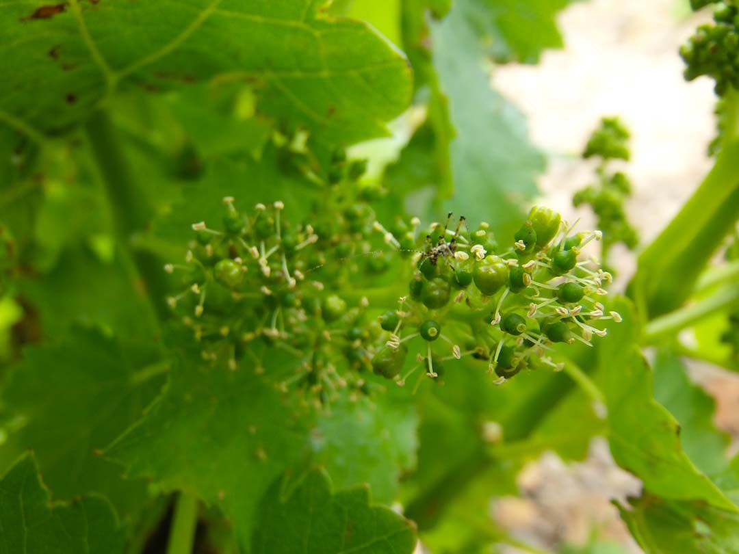 Fleur et insecte Maury AOP