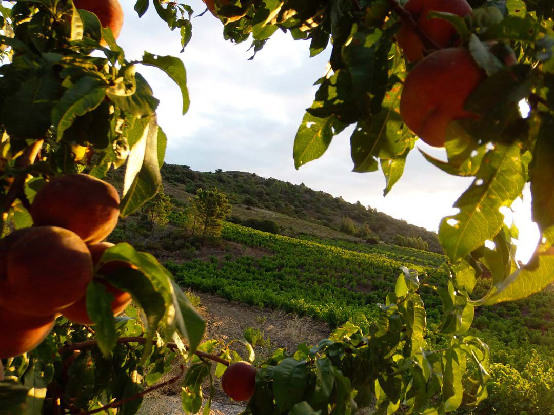 Pêcher de vigne Maury