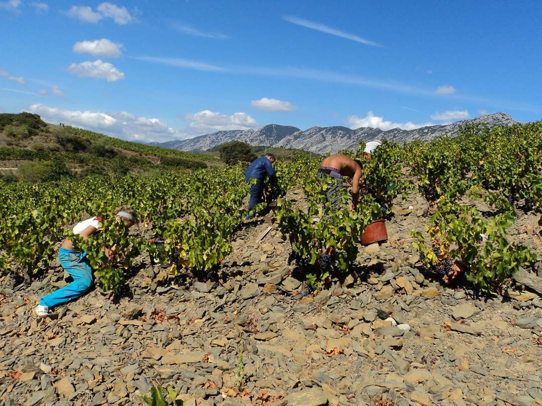 Vendanges au soleil à Maury